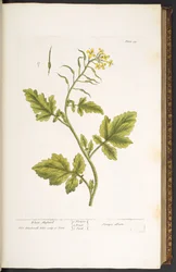 プレート 29、ホワイト マスタード、「A Curious Herbal」より