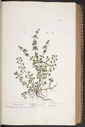 プレート 302、「A Curious Herbal」より