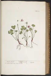 プレート 308、「A Curious Herbal」より