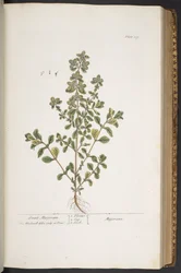 Plate 319, from 