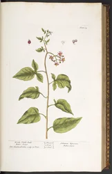 プレート 34、ウッディ ナイト シェード、ビター スウィート、「A Curious Herbal」より