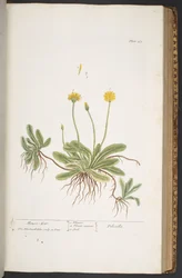 プレート 365、「A Curious Herbal」より