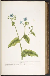 プレート 36、ボラージュ、「A Curious Herbal」より