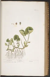 プレート 383、「A Curious Herbal」より