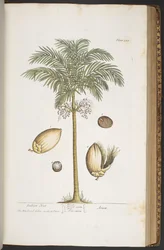 プレート 387、「A Curious Herbal」より