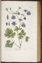 プレート 409、「A Curious Herbal」より