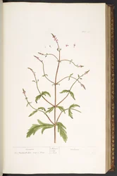 プレート 41、Vervain、「A Curious Herbal」より