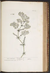 プレート 435、レディース ベッドストロー、「A Curious Herbal」より