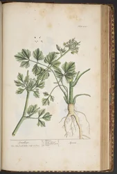 プレート 443、スモールエイジ、「A Curious Herbal」より