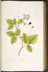 プレート 45、ブラック ベリー ブッシュ、「A Curious Herbal」より