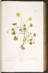 プレート 51、パイルワート、「A Curious Herbal」より