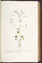 プレート 56、ホワイト ユキノシタ、「A Curious Herbal」より