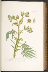 プレート 57、クマの足、「A Curious Herbal」より