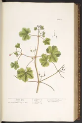 プレート 58、ハトの足、ツルのくちばし、「A Curious Herbal」より