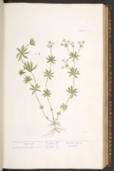 プレート 60、「A Curious Herbal」のウッド ルーフ