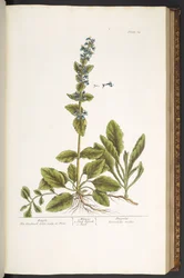 プレート 64、ラッパ、「A Curious Herbal」より