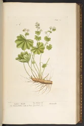 プレート 72、「A Curious Herbal」より