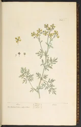 プレート 7、Rue、「A Curious Herbal」より