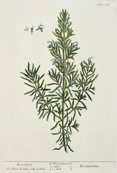 Rosmarinus Officinalis、 &39;A Curious Herbal&39;から、1782（カラー彫刻）