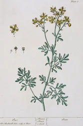 Rue、 &39;A Curious Herbal&39;のプレート7、1782年発行（カラー彫刻）