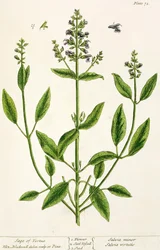 「好奇心の強い薬草」からのサルビアム、1782（色の彫刻）
