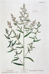 タラゴン、1782年