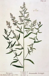 タラゴン、 &39;A Curious Herbal&39;のプレート116、1782年発行（カラー彫刻）