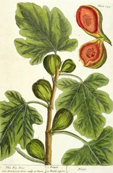 イチジクの木、 &39;A Curious Herbal&39;のプレート125、1782年発行（カラー彫刻）