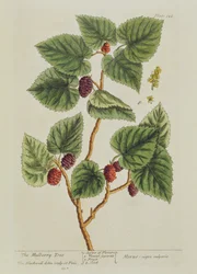 桑の木、 &39;A Curious Herbal&39;のプレート126、1782年発行（カラー彫刻）
