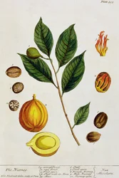 ナツメグ、 &39;A Curious Herbal&39;のプレート353、1782年発行（カラー彫刻）