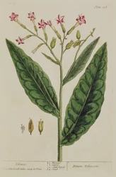 タバコ、 &39;A Curious Herbal&39;のプレート146、1782年発行（カラー彫刻）