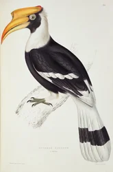 Buceros cavatus、『ヒマラヤ山脈の鳥類百種』より、1830-32年、ジョン・グールド（1804-81）作