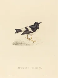 Enicurus Scouleri (リトルフォークテイル)