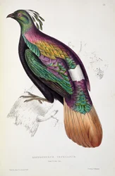 ヒマラヤのキジ、「ヒマラヤ山脈からの鳥の世紀」、1830-32、ジョン・グールド（1804-41）作
