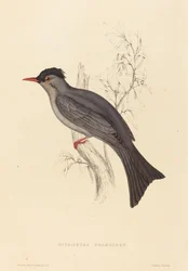 Hypsipetes Psaroides（クロヒヨドリ）