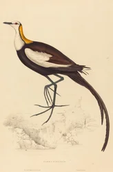 Parra Sinensis（レンカク）