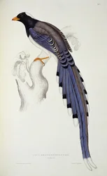 Pica Erythrorhyncha、「ヒマラヤ山脈からの鳥の世紀」、1830-32年、ジョン・グールド（1804-81）
