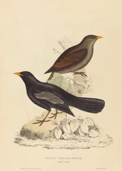 つぐみ Poecilopterus (アステカツグミ)