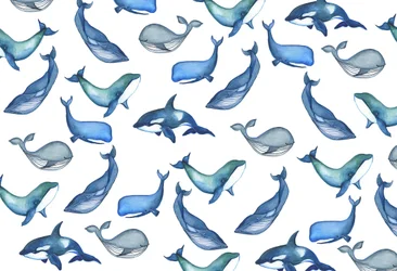 クジラ、2017年（水彩）