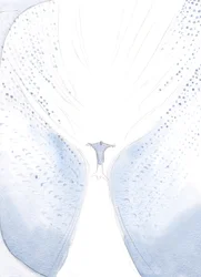 私たちの祝せられたお嬢様は、昇天で別れたとき、喜びに満ちていました。キリストが天国で彼の代わりをするために去ったので、ついに大きな喜びのうねりになりました。、2000年（紙にw - c）