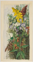 野の花