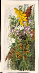 野の花
