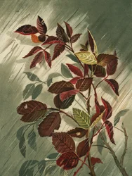 雨の中の紅葉