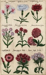 カーネーションの様々な品種、Dianthus caryophyllus