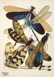 Insectes、pub のプレート 10。 1930年代（ポチョワールプリント）
