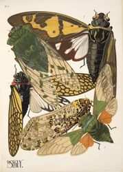 Insectes のプレート 2、パブ。 1930年代（ポチョワールプリント）