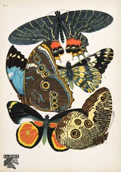 プレート 2、Butterflies、パブから。 1925年（ステンシルプリント）