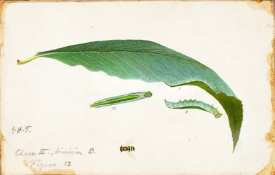 Unspotted Beach Leaf Edge Caterpillar...、19 世紀後半から 20 世紀初頭。