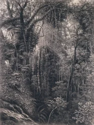 1877年、西サモア、アポル、ウポルの峡谷の眺め（木炭）
