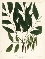 アメリカンアッシュ、Fraxinus americana (ホワイトアッシュ、Fraxinus acuminata)
